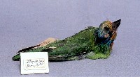 五色鳥藏品圖，第2張
